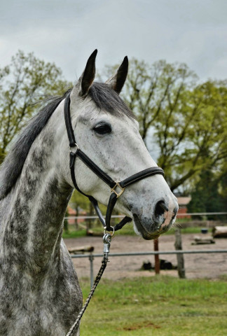 jumper Cannix Rp (German Sport Horse, 2018, from Calidrio)