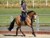 broodmare Coeur la Belle (German Riding Pony, 2019, from Can Dance 3)