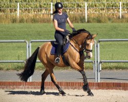 broodmare Coeur la Belle (German Riding Pony, 2019, from Can Dance 3)