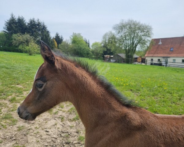 jumper Ashalina (German noble blood horse, 2023, from Al Ashar Ox)