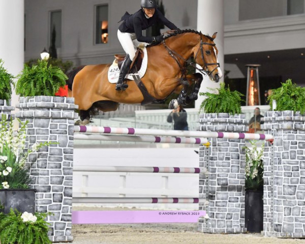 jumper Verdini D'Houtveld Z (Zangersheide riding horse, 2011, from Verdi)