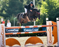 stallion Conthargos (Oldenburg show jumper, 2011, from Conthargos)