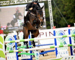 jumper Centuria 7 (Oldenburg show jumper, 2010, from Cento)