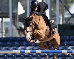 Springpferd Hertogin van de Kouberg (KWPN (Niederländisches Warmblut), 2012, von den Ham Blue R)