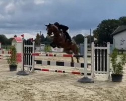 jumper Liberty 382 (Oldenburg show jumper, 2012, from Lordanos)