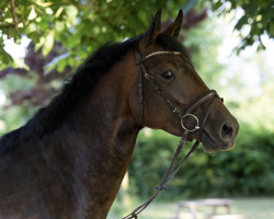 broodmare LaBelle de coeur (Holsteiner, 2018, from Cyrkon Royale)