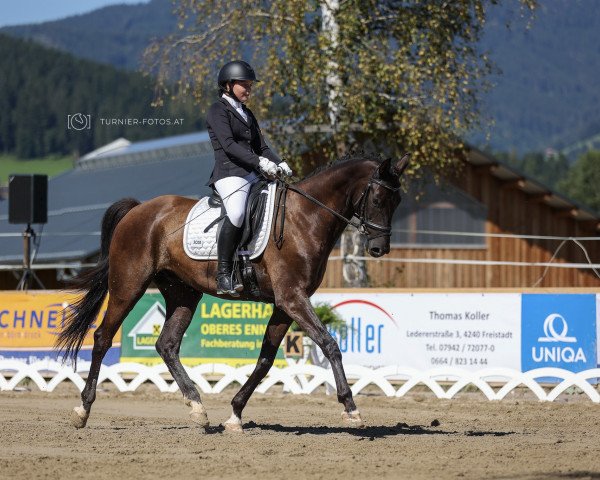 dressage horse Prinz George I (Oldenburg, 2016, from Sir Donnerhall I)