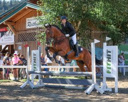 Springpferd Mister Hops (KWPN (Niederländisches Warmblut), 2008, von Atlantic VDL)