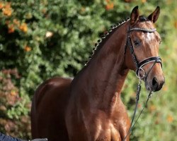 stallion Zantiago (Mecklenburg, 2020, from Zinedream)