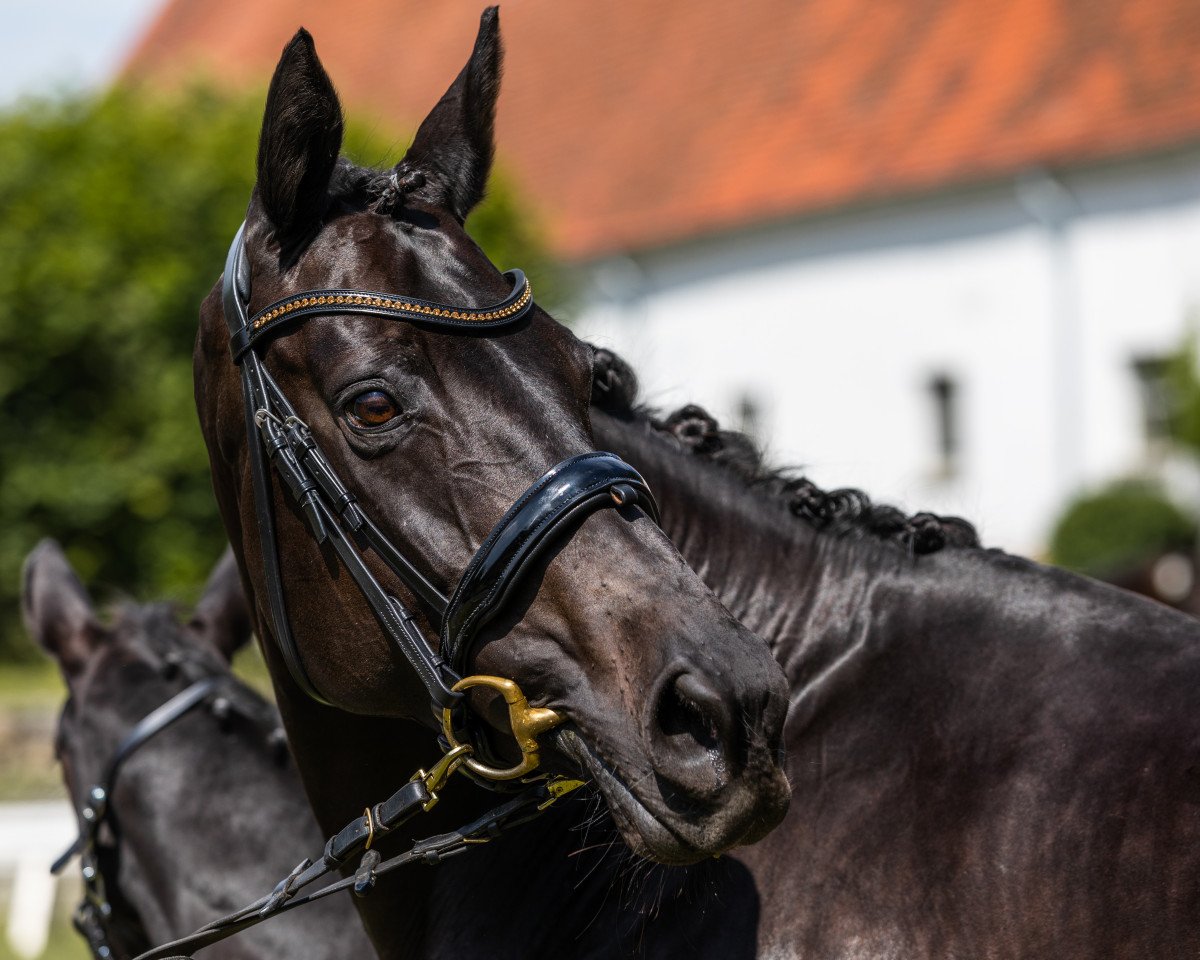 broodmare Ouvertüre (Trakehner, 2006, from Lauries Crusador xx)