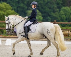 dressage horse Campino des Prevots (Camargue horse, 2012, from Lurabo des Prevots)