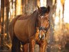 dressage horse Scotty Brown (Hanoverian, 2017, from Scolari)