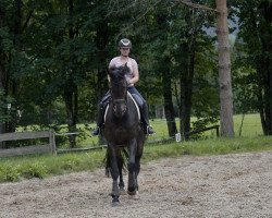 dressage horse Dion 2 (Westfale, 2005)