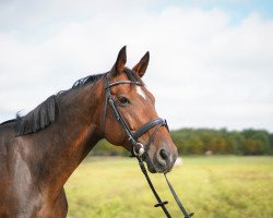 broodmare Carmen (Westphalian, 2010, from Chamberland)