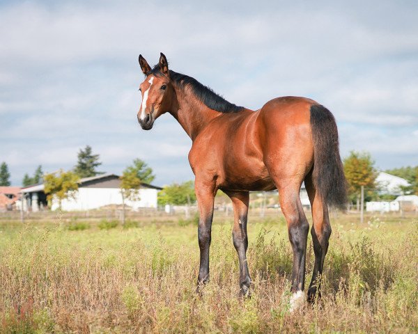 dressage horse Edelira Unica KFA (German Sport Horse, 2023, from East Hampton MF)