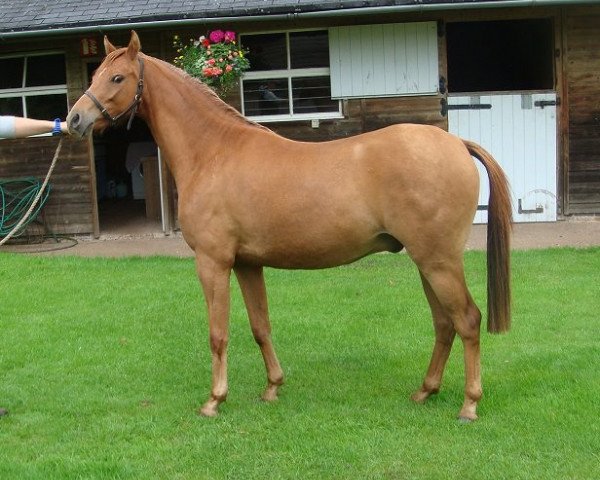 Pferd Rotherwood Spring Time (British Riding Pony, 2010, von Rotherwood Peter Pan)