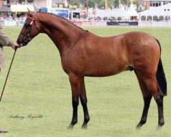 horse Rotherwood Just a Peep (British Riding Pony, 2009, from Strinesdale Matador)