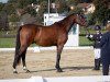 jumper Tycoon 9 (German Sport Horse, 2020, from Taycan B)