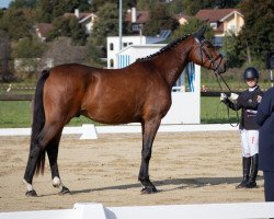 dressage horse Tycoon 9 (Deutsches Sportpferd, 2020, from Taycan B)