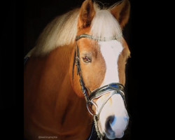 dressage horse Funky Firefly (New Forest Pony, 2010, from Jacodi's Bo's Barclay)