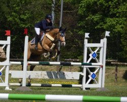 Springpferd Calle Cool 36 (Deutsches Reitpony, 2012, von FS Champion de Luxe)