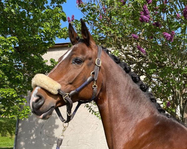 Springpferd First Lady 288 (Deutsches Sportpferd, 2012, von Casdorff)