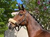 jumper First Lady 288 (German Sport Horse, 2012, from Casdorff)