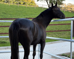 dressage horse Scaio (Hanoverian, 2018, from San Heinrich)