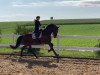 dressage horse Fürst Paul 5 (Hanoverian, 2017, from For Romance II)