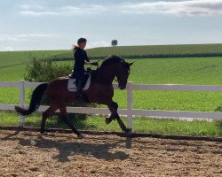 dressage horse Fürst Paul 5 (Hanoverian, 2017, from For Romance II)