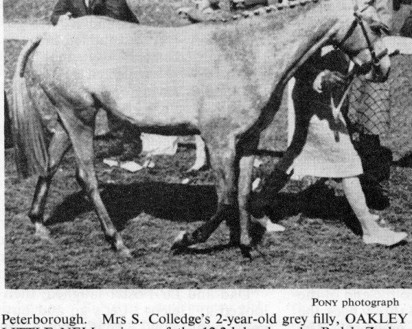 Pferd Oakley Little Nell (Welsh Partbred, 1964, von Bwlch Zephyr)