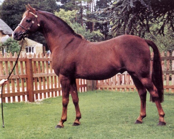 stallion Sandbourne Royal Ensign (British Riding Pony, 1981, from Keston Royal Occasion)