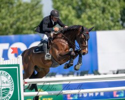 jumper Chess (Belgian Warmblood, 2011, from Bufero van het Panishof)