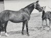 Zuchtstute Elizabeth Arden (British Riding Pony, 1951, von Ardencaple xx)