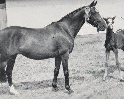 Zuchtstute Elizabeth Arden (British Riding Pony, 1951, von Ardencaple xx)