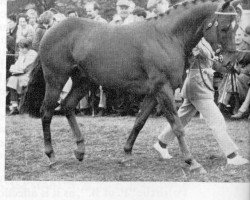 stallion Turton's Story xx (Thoroughbred, 1956, from Turton Fair xx)