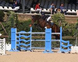 Springpferd Karisma De Laubry (Belgisches Warmblut, 2010, von Nabab de Rêve)