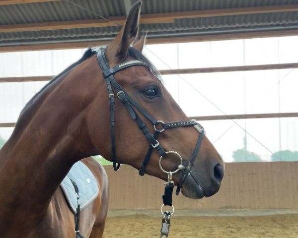 dressage horse Riva SB (Rhinelander, 2019, from Rüter)