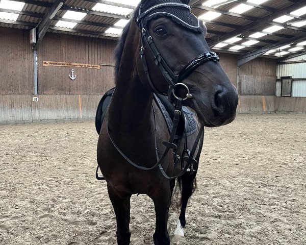 dressage horse Figo 81 (Hanoverian, 2015, from Fürstenball)