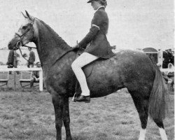 horse Gems Amethyst (British Riding Pony, 1970, from Bwlch Hill Wind)