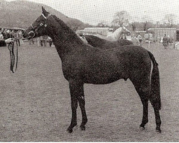 stallion Count Romeo x (Anglo-Arabs, 1969, from Count Rapello ox)