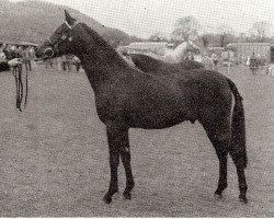 Deckhengst Count Romeo x (Anglo-Araber, 1969, von Count Rapello ox)