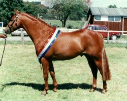 horse Stychlands Noble Heir (British Riding Pony, 1995, from Strinesdale Matador)