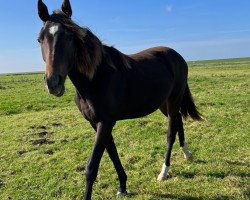 dressage horse Filou's Princess (Hanoverian, 2022, from Franco Nero)