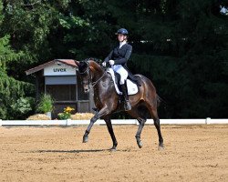 dressage horse Saint Laurent S (Hanoverian, 2016, from Scolari)