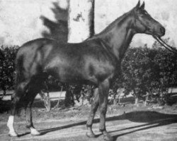 stallion Volcan II AA (Anglo-Arabs, 1965, from Gosse du Bearn 1954 ox)