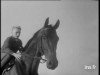 stallion Arbel xx (Thoroughbred, 1945, from Umidwar xx)