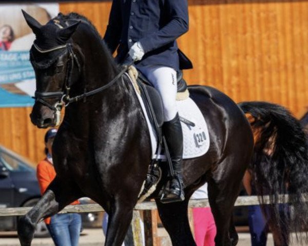 dressage horse Papillon 171 (Swedish Warmblood, 2020, from Fontaine TN)