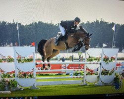 jumper Gwendolyn 58 (Danish Warmblood, 2017, from Glasgow van het Merelsnest)