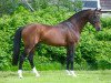 stallion Hardrock Z (Zangersheide riding horse, 2003, from Heartbreaker)